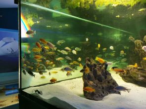 akwarium z rybami eksponat muzeum 