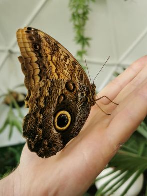 duży motyl - eksponat muzeum